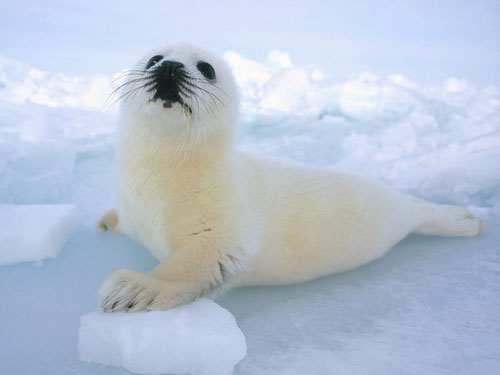 seal clubbing. PETA fights baby seal clubbing
